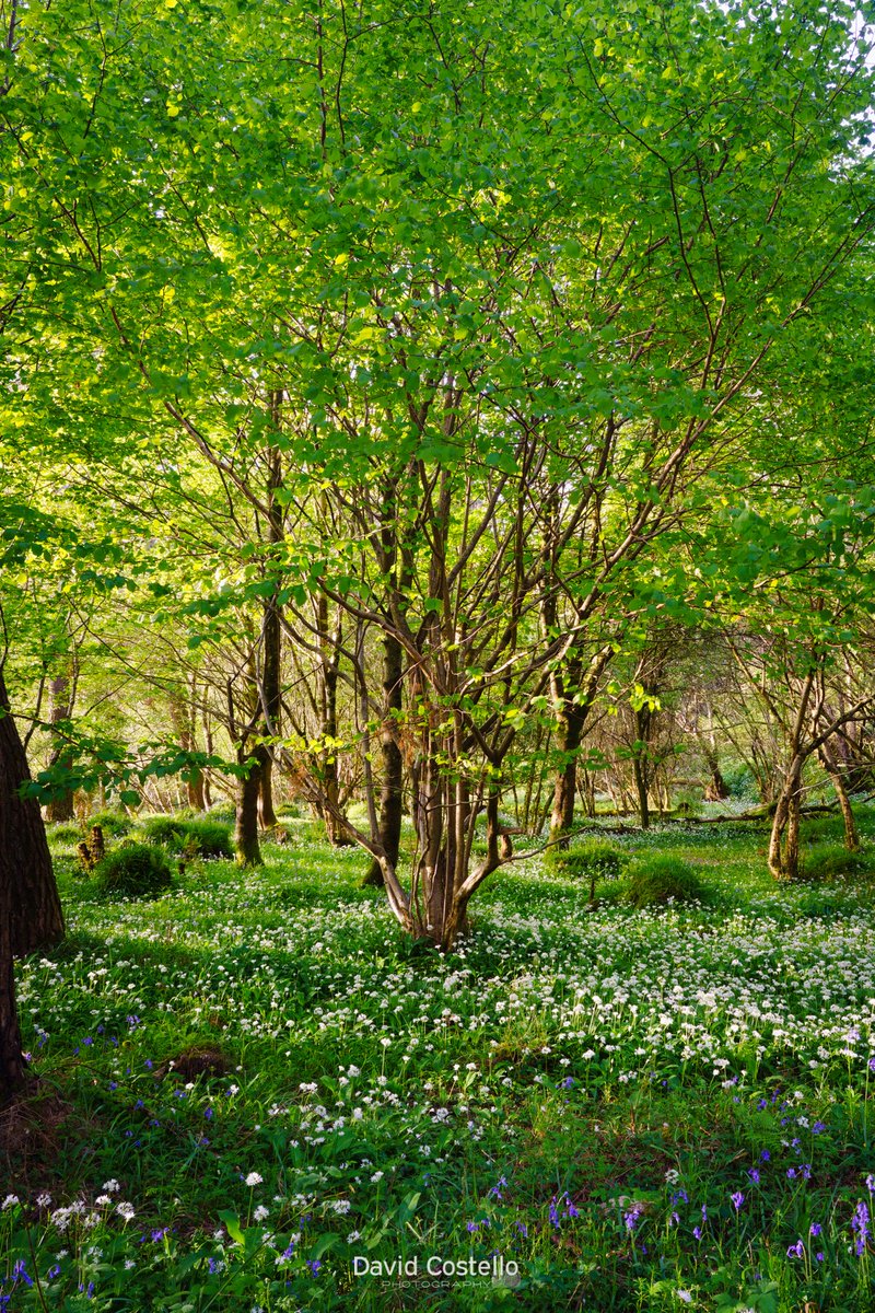 David Costello Photography (@davidcostellodc) on Twitter photo The wild garlic and bluebells coming to life along the Wicklow Way, at sunrise this morning.
davidcostellophotography.com
#WickowWay #WildGarlic #Bluebells #Sunrise #Wicklow #Ireland #Spring <a href="/ThePhotoHour/">#ThePhotoHour</a> The wild garlic and bluebells coming to life along the Wicklow Way, at sunrise this morning.
davidcostellophotography.com
#WickowWay #WildGarlic #Bluebells #Sunrise #Wicklow #Ireland #Spring <a href="/ThePhotoHour/">#ThePhotoHour</a>
