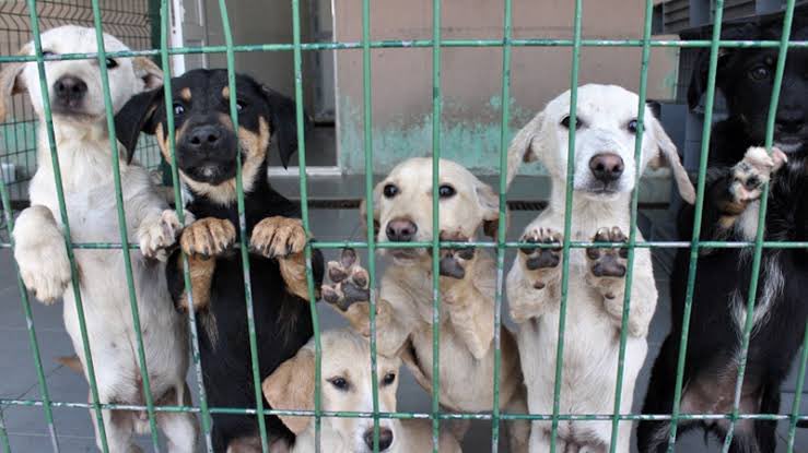Yaşam hakkı, her canlı için hem vicdani hem anayasal bir haktır."

<a href="/AYMBASKANLIGI/">Anayasa Mahkemesi</a>, kamu vicdanını derinden yaralayan bu katliam yasası, hukuk devleti ilkesine açıkça aykırıdır. İptali, hem insanlık hem adalet adına zorunludur. 

#AYMYasayıİptalEt