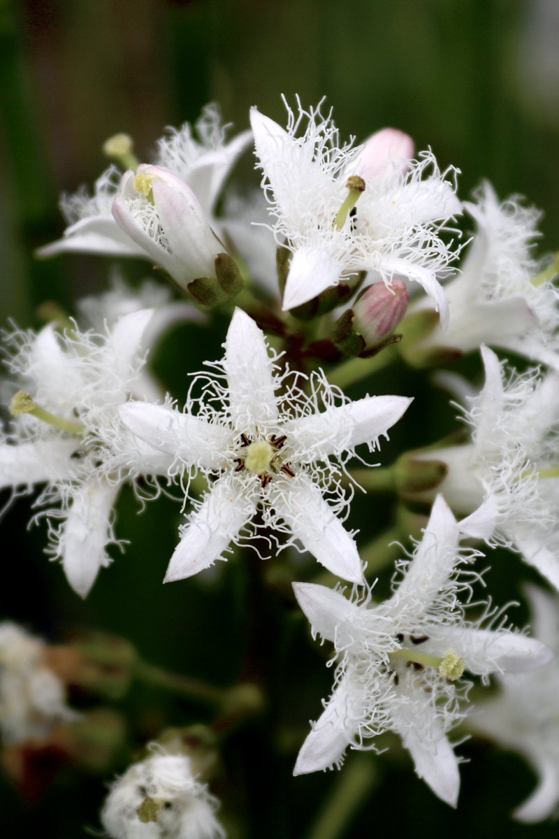 The amazing flowers of the Bogbean, Menyanthes trifoliata

📍 Milham Ford Nature Park, Oxford