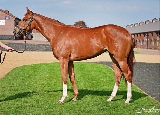 Ontoawinner News 🐎 (@ontoawinnernews) on Twitter photo 🏇Havana Grey 2yo filly 🏇
Purchased this week <a href="/Tattersalls1766/">Tattersalls</a>
Breeze ups 🚀
Looking to debut in the next 4. Weeks 🏇
Stunning filly💪
For further details, See below or get in touch 📧
ontoawinner.net/syndicate/hava… 🏇Havana Grey 2yo filly 🏇
Purchased this week <a href="/Tattersalls1766/">Tattersalls</a>
Breeze ups 🚀
Looking to debut in the next 4. Weeks 🏇
Stunning filly💪
For further details, See below or get in touch 📧
ontoawinner.net/syndicate/hava…