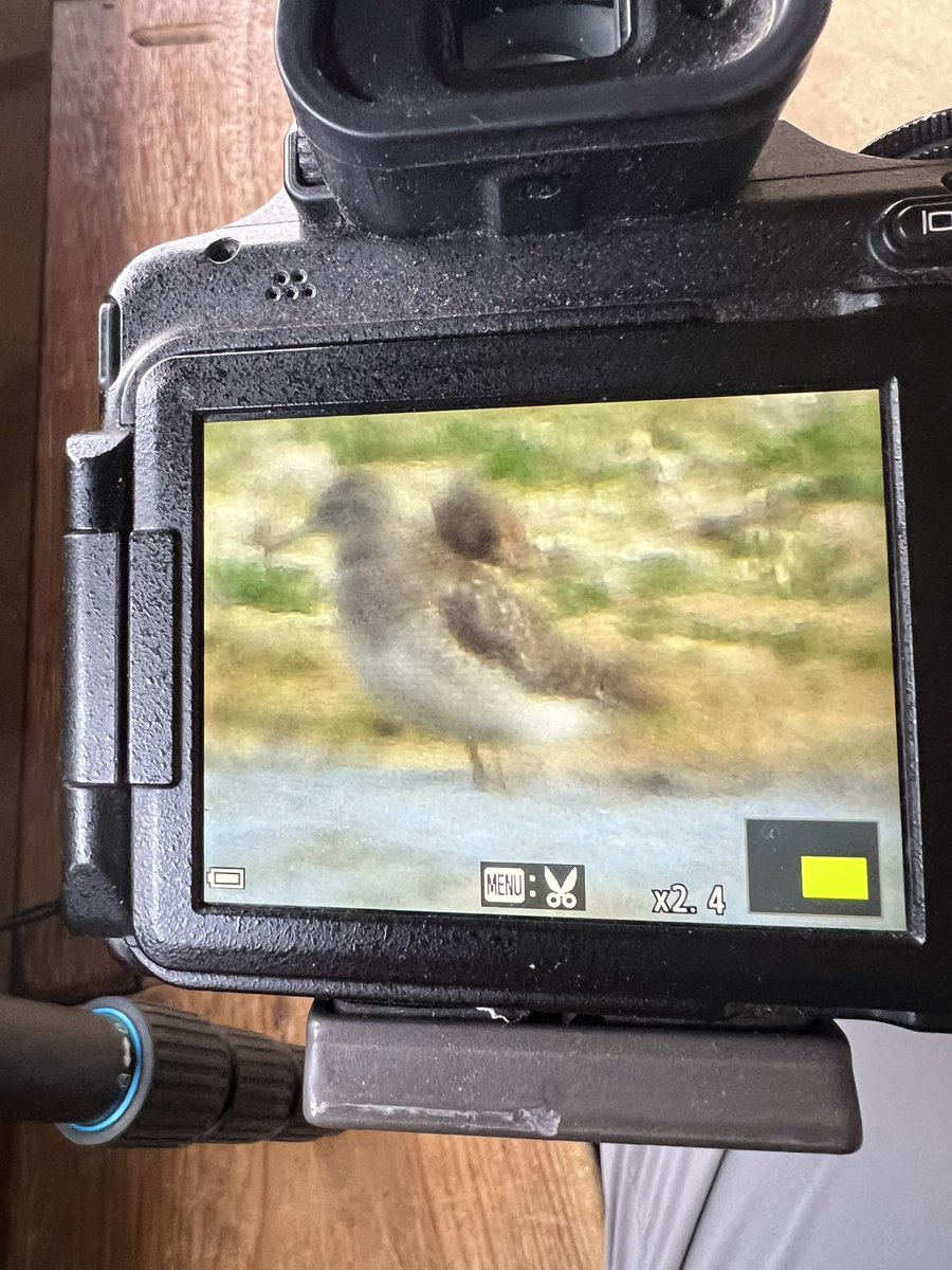 Wood Sandpiper on Pat’s Pool,  Cley NWT at 1540hrs
Sorry about the picture! #norfolkbirds <a href="/RareBirdAlertUK/">RareBirdAlertUK</a>