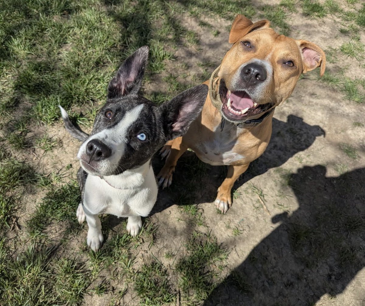 One of Evie’s &amp; 2 of Sadie’s puppies checking in! 🥰❤️
