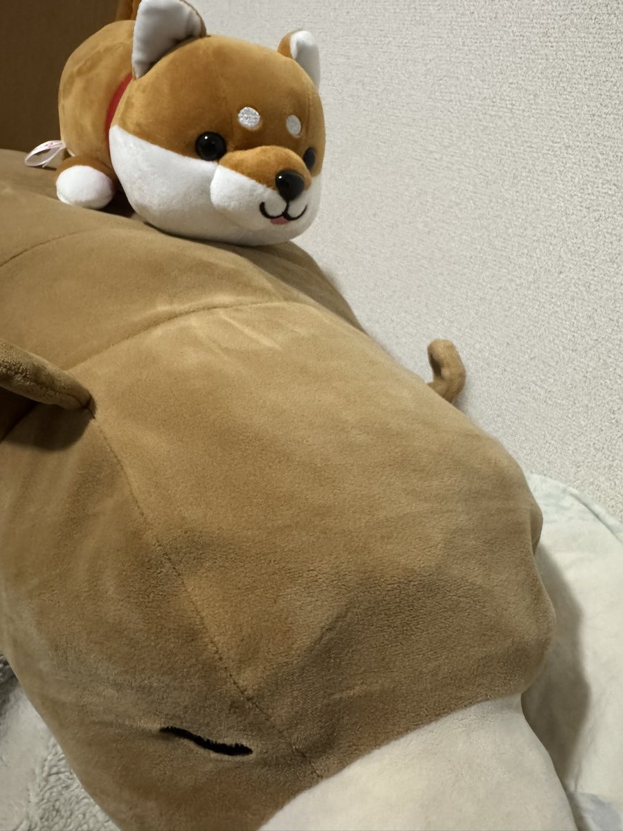 そして今日は新しい家族が増えました
名前は「シリウス」です🐕
抱き枕の「ちゃんこ」とも仲良くしてな🧸