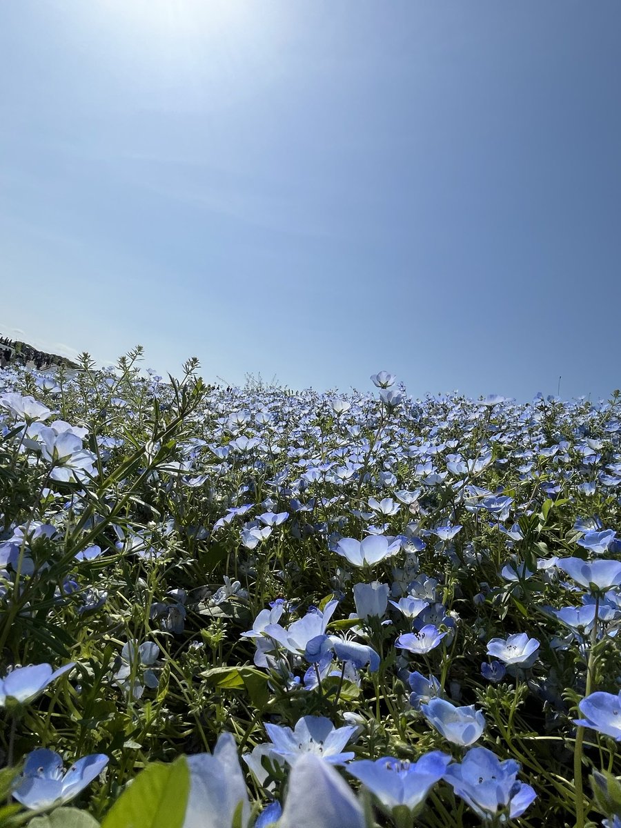 ネモフィラ綺麗だった！