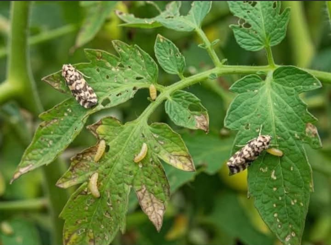 🦋حشرة توتا ابسلوتا🦋