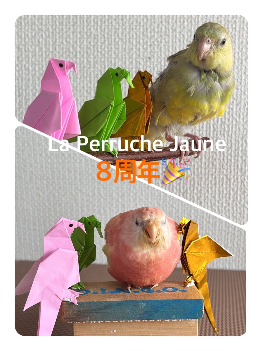 laperruchejaune's tweet photo. ラ・ペルーシュ・ジョーンヌ　黄色いインコ

8周年を迎えることができました。

これもひとえに応援してくださる皆様のおかげと心より感謝いたします。 https://t.co/474ZrDUfAT