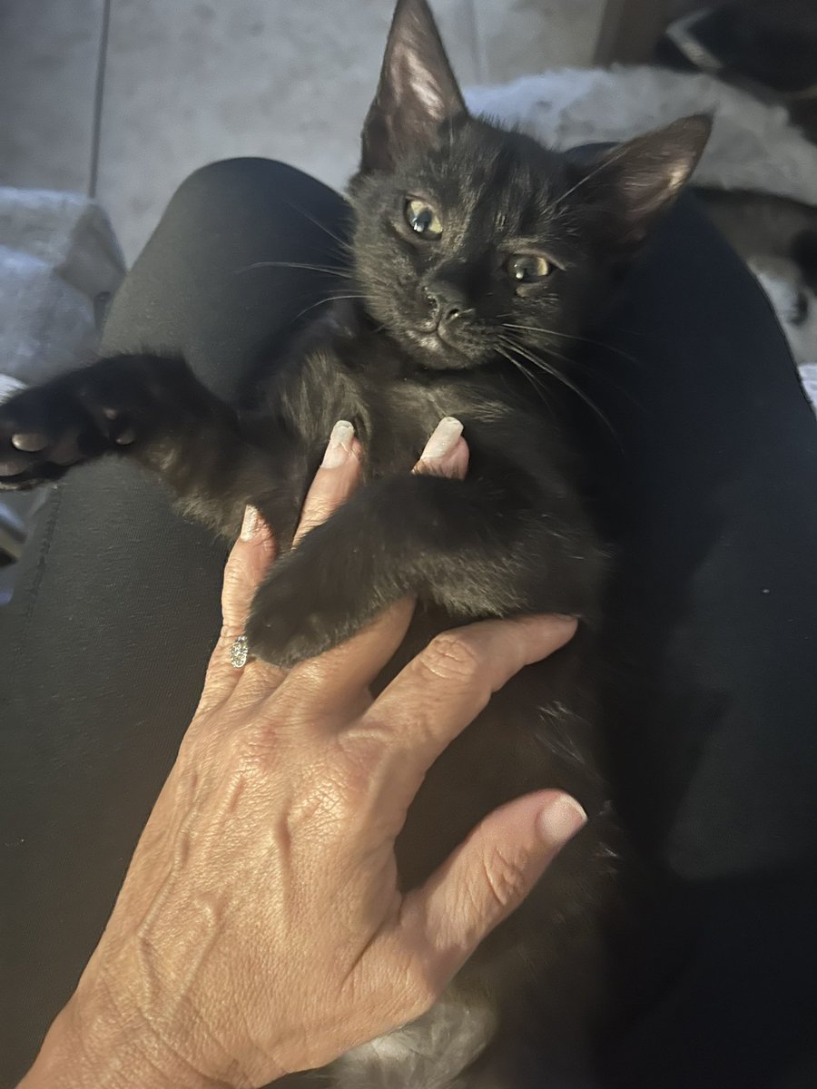 Vinyl Witch 🧙🏻 (@aflgirl126) on Twitter photo 