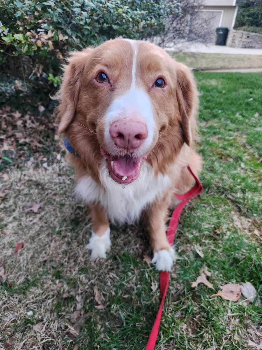 C'mon Mom, I need my treats!!! I've been enjoying my walkies but it's been rough lately, as my Grandpa is in the hospital. Hoping he comes home in the next few days 💙