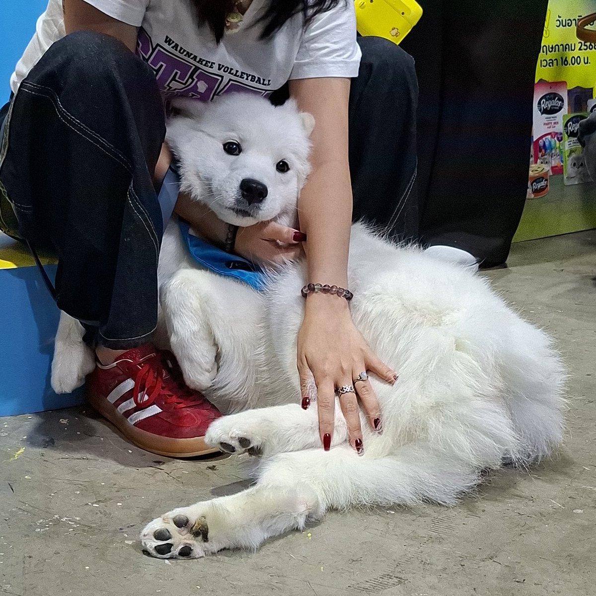 ได้เจอลูกสาววันนี้ แฮปปี้สุดๆเลย ✨️💖💘🐶
.ยัยนู๋ของม่ามี๊ 😚

#NunaFromLuna 
#รีกาลอสแค่เปิดก็ว้าว
#RegalosXNunaPetExpo