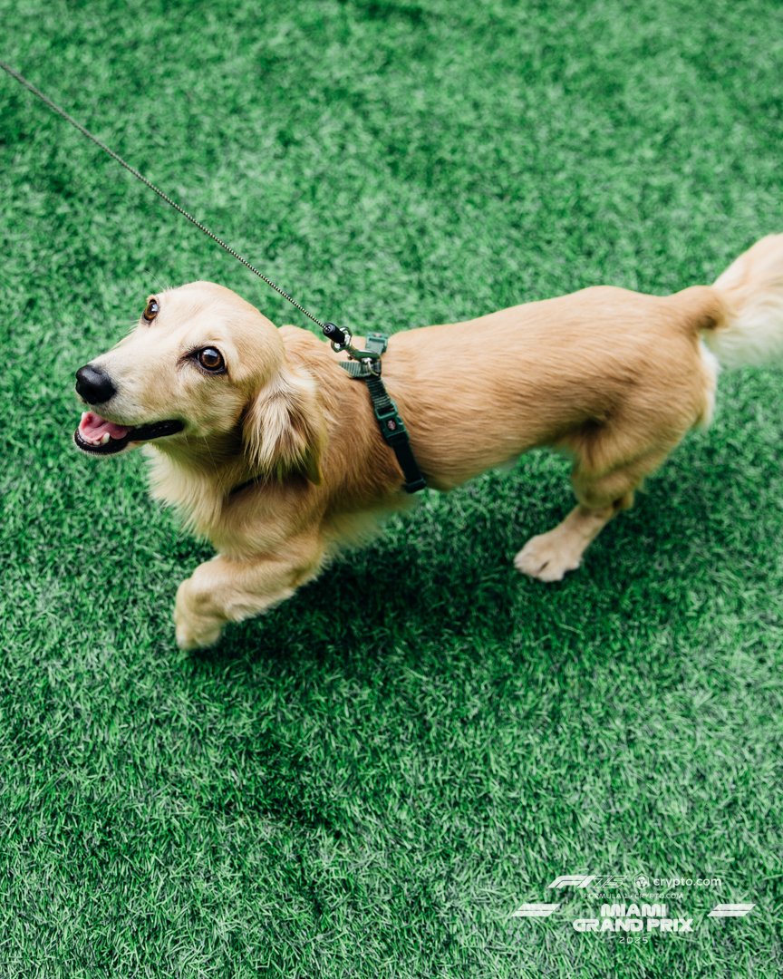 Your favorite FURRari driver 🐶