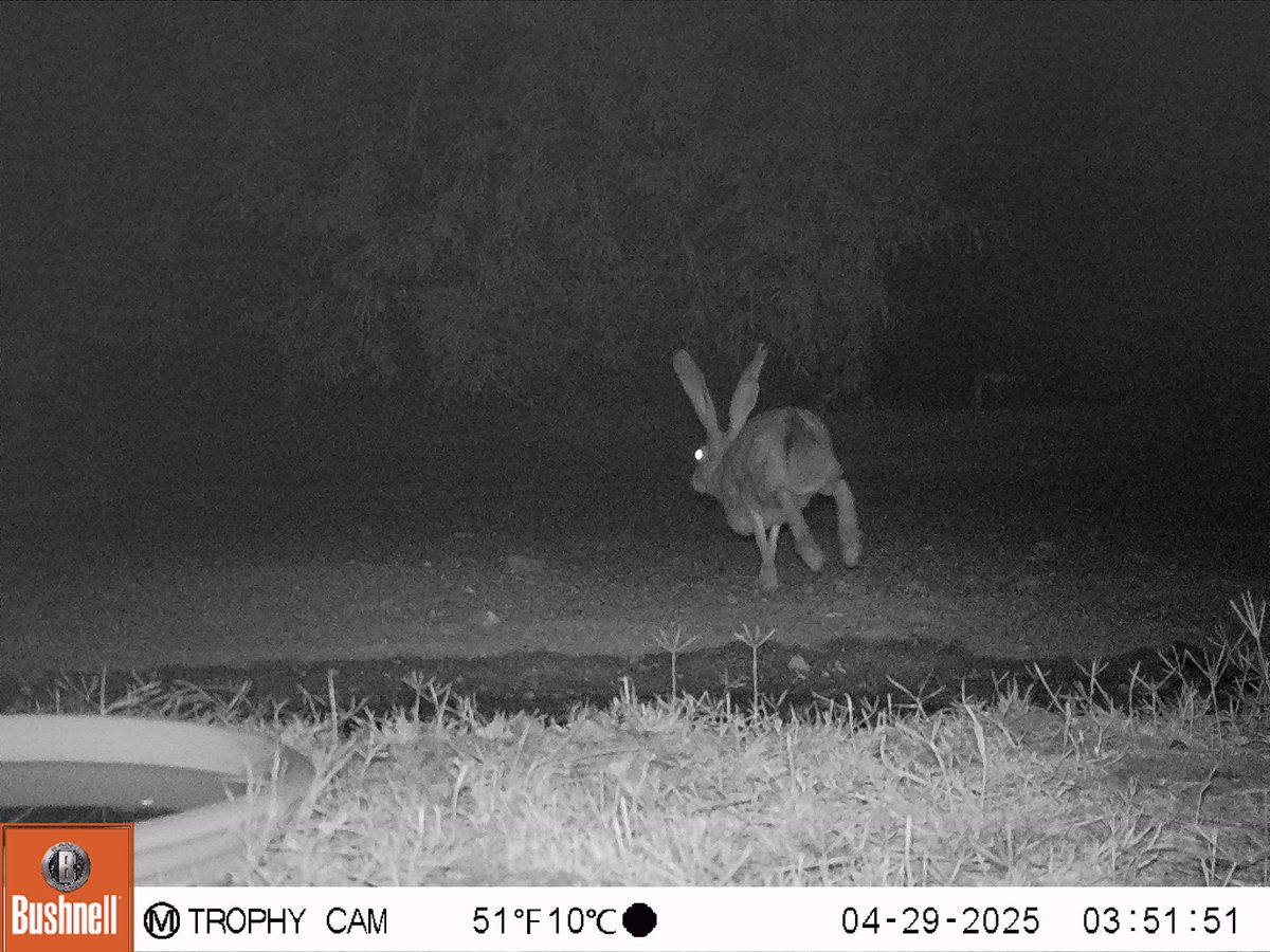 Who's been hanging around the pond? Name the #desert critters on #cameratrap!
