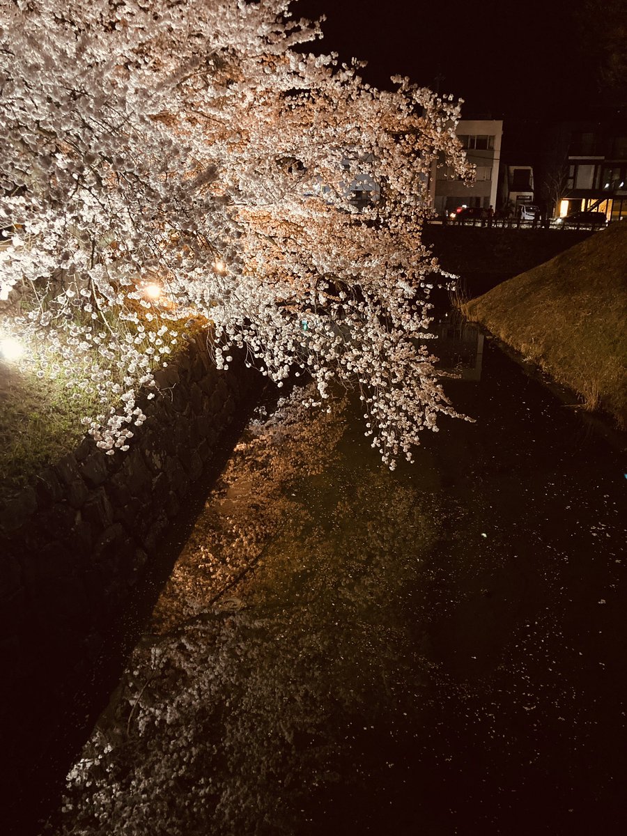 ty_0830's tweet photo. そういばちょっと前に見に行った夜桜が相変わらずきれいだった。 https://t.co/0THzRRIJhW