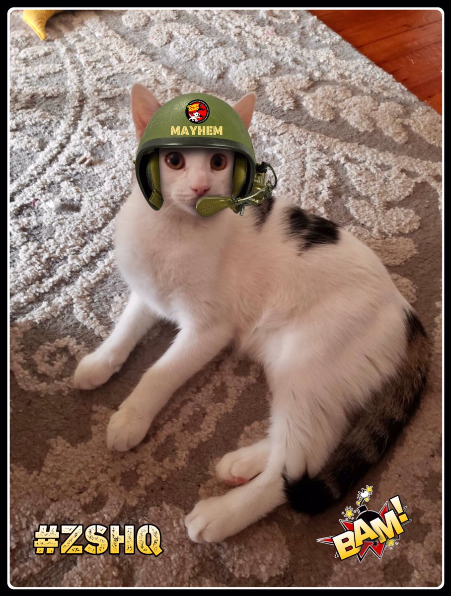 TheCatMalice's tweet photo. @BraveWinston @HarrynPogue *salutes and stands tall* We are honored! We are absolutely meowless. Momma will be be so proud. Thank you, Sir! #RaaaAaa #ZSHQ https://t.co/1XGcYy8oM7