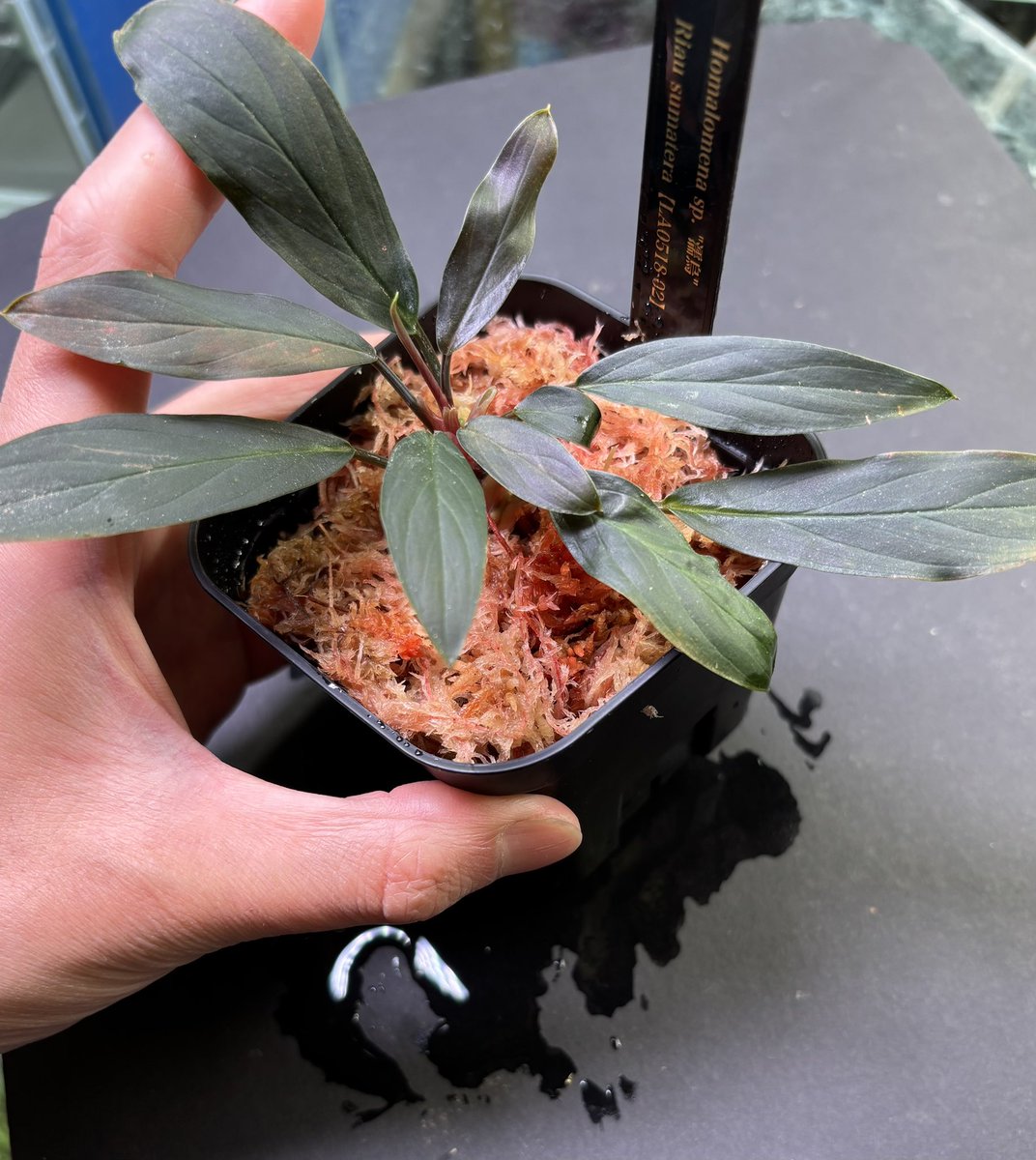 LA便 ネームド Homalomena sp. 濡烏 Riau sumatera【LA0518-02