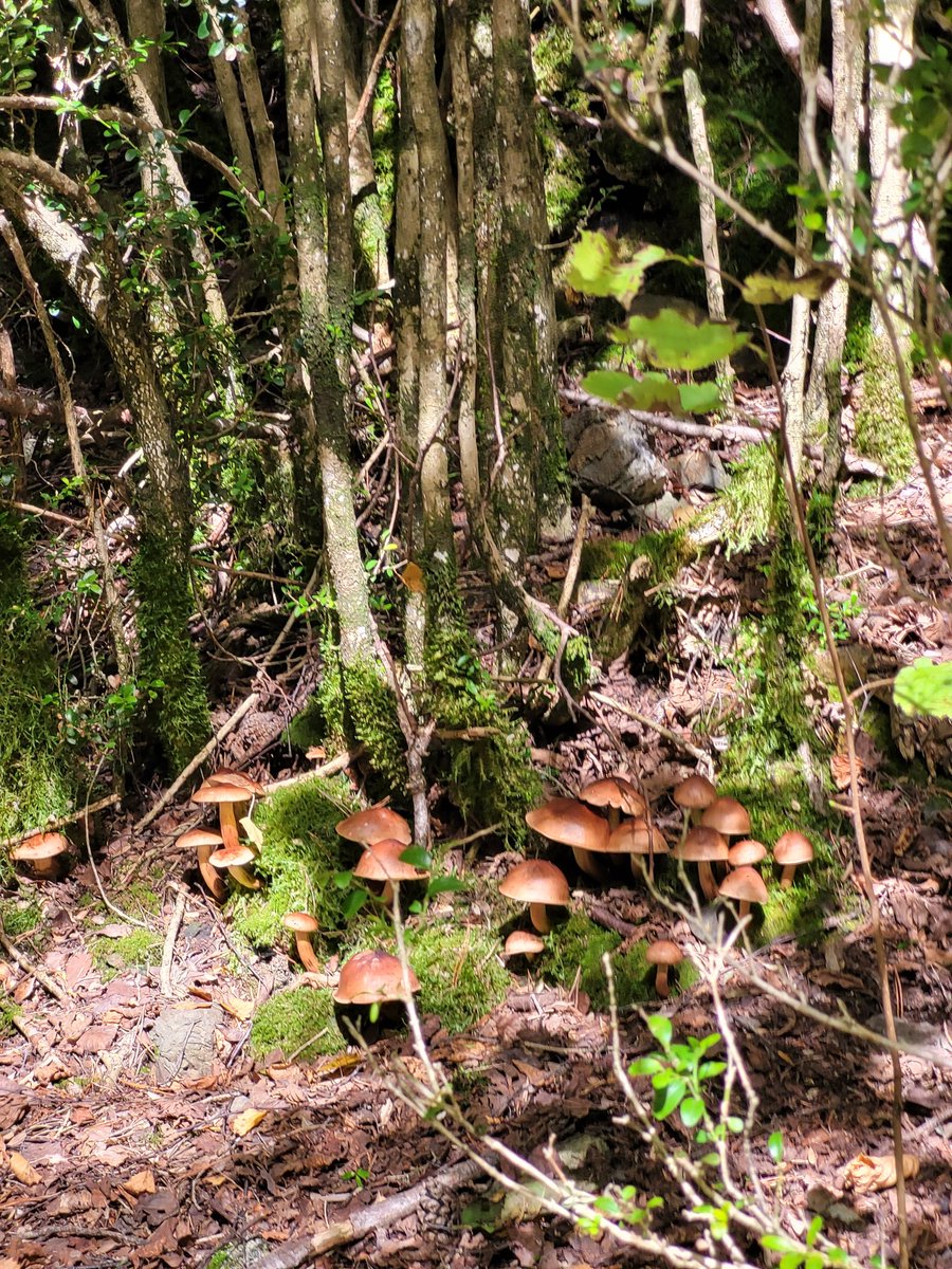 In a place in the forest there lived a wonderful group of mushrooms. I watched them carefully but no one moved. I imagine it was different at night.