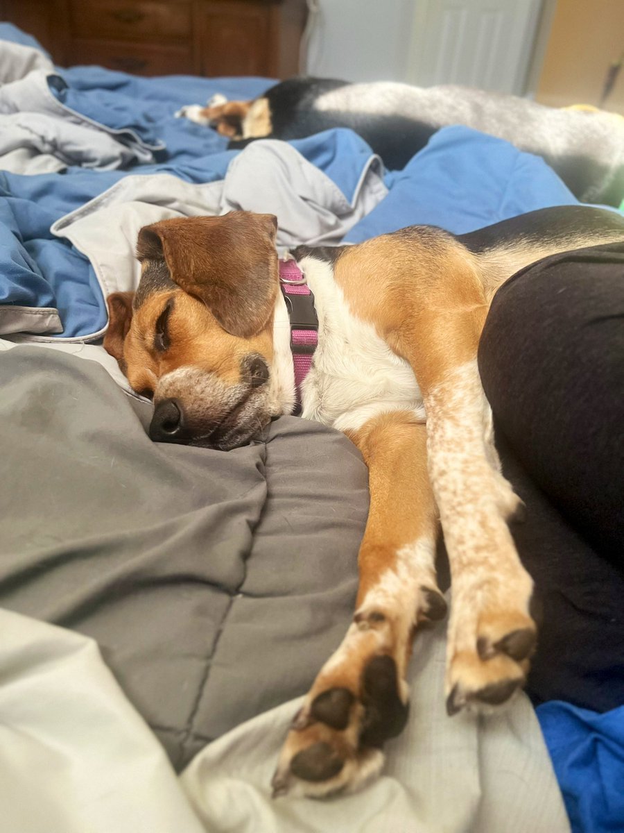 Bella, Mags , Brie and 🌈Bentley 🐞🐞 (@ddoggiesmommy) on Twitter photo Happy, safe, content. Brie wouldn’t be here if it wasn’t for <a href="/RescueCoop/">Rescue Coop</a> It was made possible by fundraising like the annual auction givebutter.com/c/jIwAmB/aucti… 400 items-various price points, trinkets, luxury items. 100% saves more like Brie Don’t we all need more Bries in the 🌎 Happy, safe, content. Brie wouldn’t be here if it wasn’t for <a href="/RescueCoop/">Rescue Coop</a> It was made possible by fundraising like the annual auction givebutter.com/c/jIwAmB/aucti… 400 items-various price points, trinkets, luxury items. 100% saves more like Brie Don’t we all need more Bries in the 🌎
