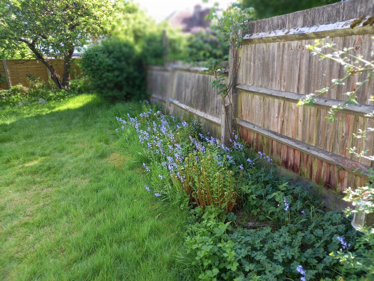 Hubby is itching to get the lawnmower out but I'm insisting on keeping to 'No mow May'. Bluebells are looking lovely this Spring.