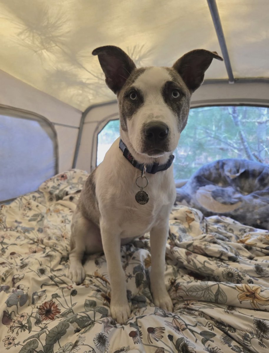 Two more of Sadie’s puppies living their best life!
These puppies, if alive, would likely be living in a dirt pen! Thank you for helping us save Sadie! ♥️