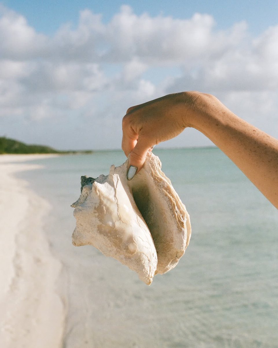 Seaside treasure found during a South Caicos beach walk by Sailrock guest Taelor I. 🐚 SailrockSouthCaicos.com