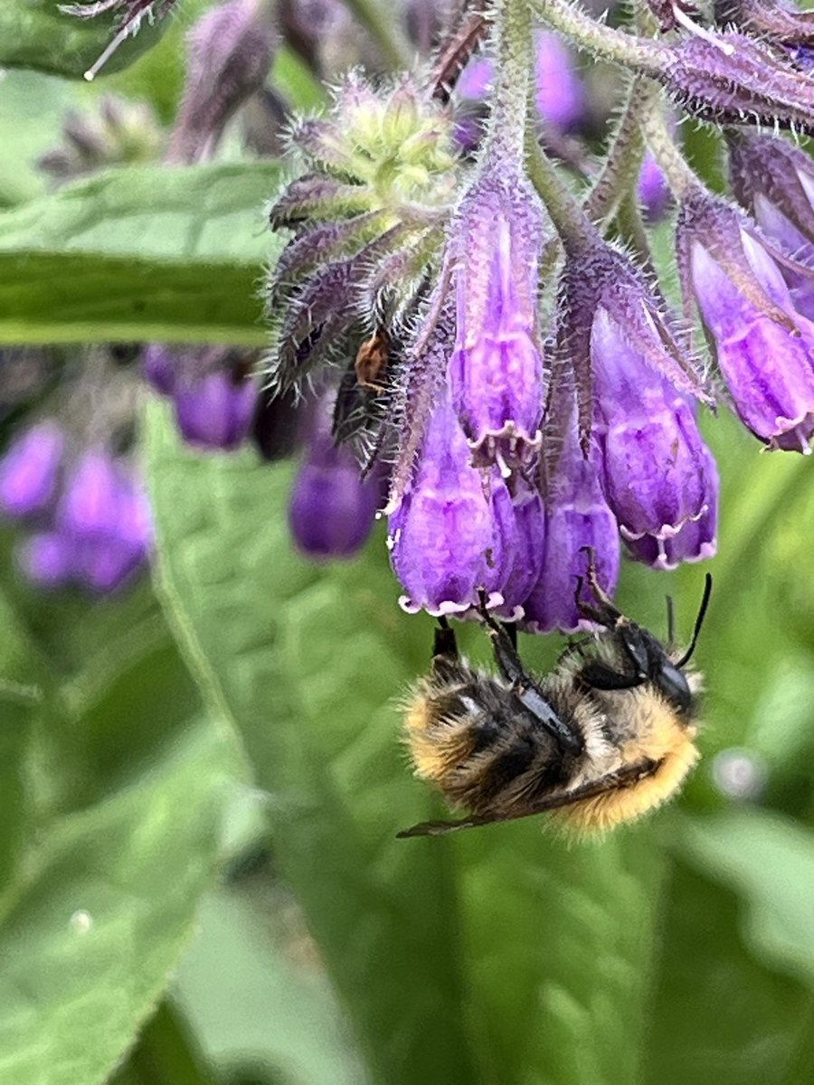 DuncanWestbury's tweet photo. If you haven’t tried this before, do it! Comfrey is great for bees &amp; makes excellent liquid fertiliser saving you ££s. It is very easy to grow &amp; is perennial. #GardenersWorld https://t.co/FmvnJiwmMJ