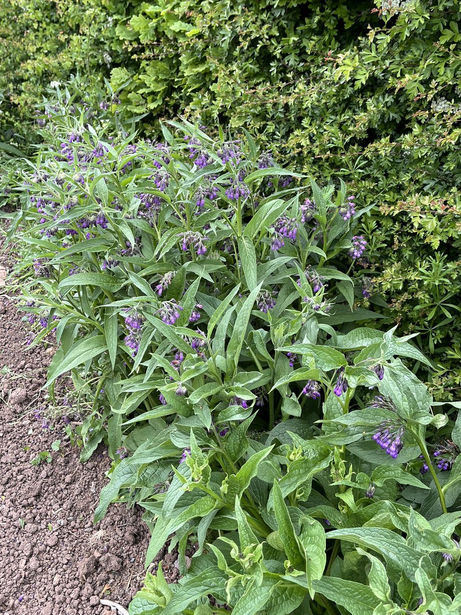 DuncanWestbury's tweet photo. If you haven’t tried this before, do it! Comfrey is great for bees &amp; makes excellent liquid fertiliser saving you ££s. It is very easy to grow &amp; is perennial. #GardenersWorld https://t.co/FmvnJiwmMJ