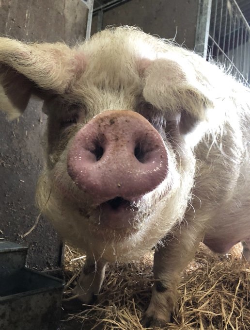 RathboneKim's tweet image. Pigoneer Of The Day Wavey Davey!
The ridiculously handsome Davey😍
Davey was born in an illegal slaughterhouse but those dark days are behind him. Just look at that happy face.
Please help us keep Davey &amp;amp; our other residents safe by becoming a #Pigoneer⬇️ globalvegancrowdfunder.org/pigoneer-2000-…