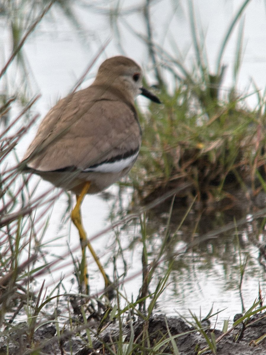 White tailed Lapwing, the first bird I saw when I stepped out of the car at Akrotiri, an unexpected treat! 
The bird hung around for a few minutes before heading west. 

16 records since 2000. 

#cyprusbirds