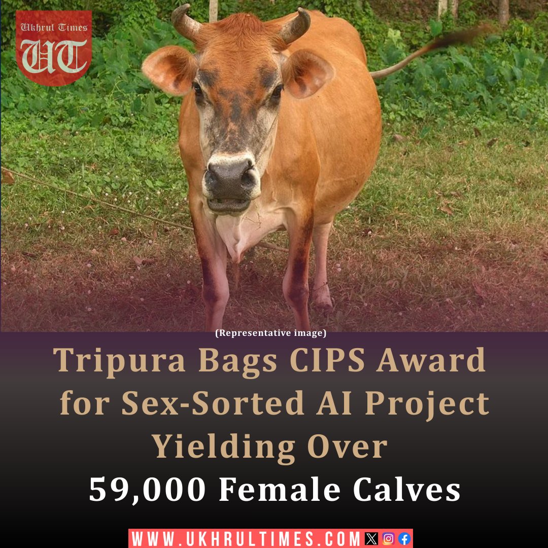 ukhrultimes's tweet photo. Tripura’s innovative #LivestockProject using #SexSortedSemen technology has been awarded by #CIPS for its groundbreaking impact on #RuralDairyFarming. With over 59,000 female calves born in the past five years, this initiative is a game changer for Tripura’s rural economy and #DairySector. #TripuraInnovation #LivestockDevelopment #TripuraRuralFarming #TripuraDairyFarming #ArtificialInsemination #RuralInnovation
Read more: https://t.co/G2IZPoxiXd