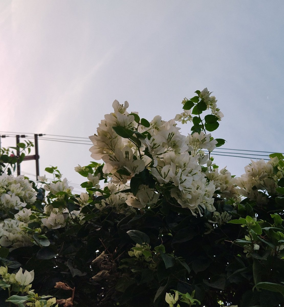 srishtiest's tweet photo. White bougainville. https://t.co/QPDMZQR22C