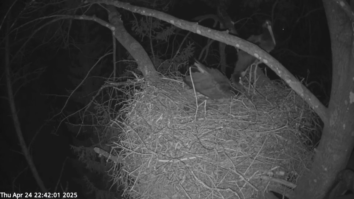 Btom1970Btom's tweet photo. Egg laying - 4 eggs
Estonia
Follow my channel for more interesting videos and pictures!
⁩Here👉https://t.co/y7cXy7AHpT
#tamasbirds​ #birds​ #birdwatching​ #storks​ #birdcameras​ #birdnest​ #eggs https://t.co/GHma4yR3id