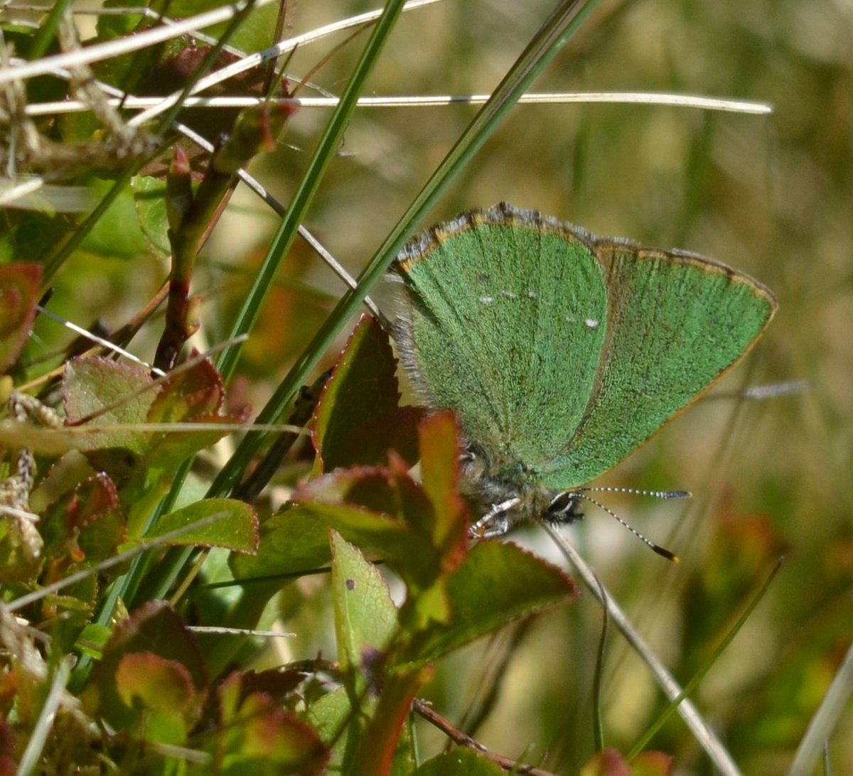 The best side bonus this morning for me were the green hairstreak