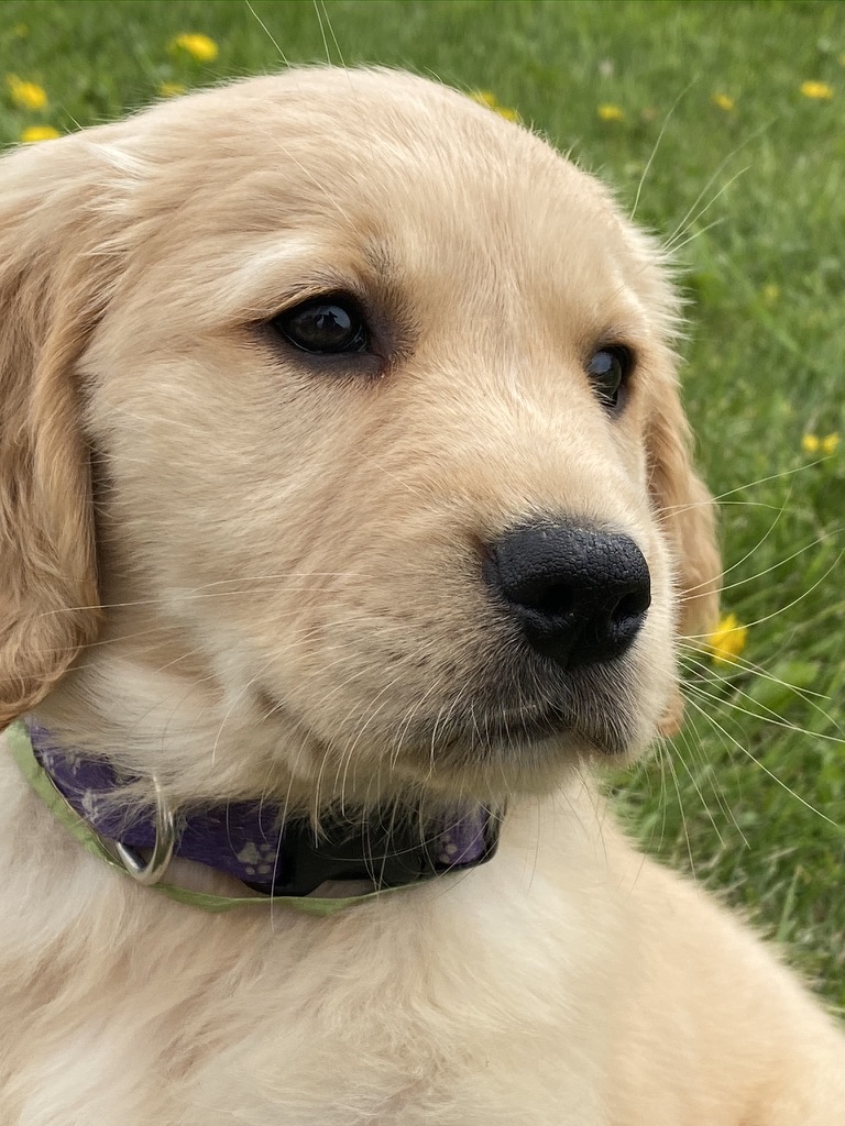 bunsenbernerbmd's tweet image. Golden Retrievers are smiling, happy go-lucky dogs.

Here are FIVE fun facts about them that will make you grin, teach you a thing or two, and maybe net your team the win at next month&apos;s bar trivia contest.