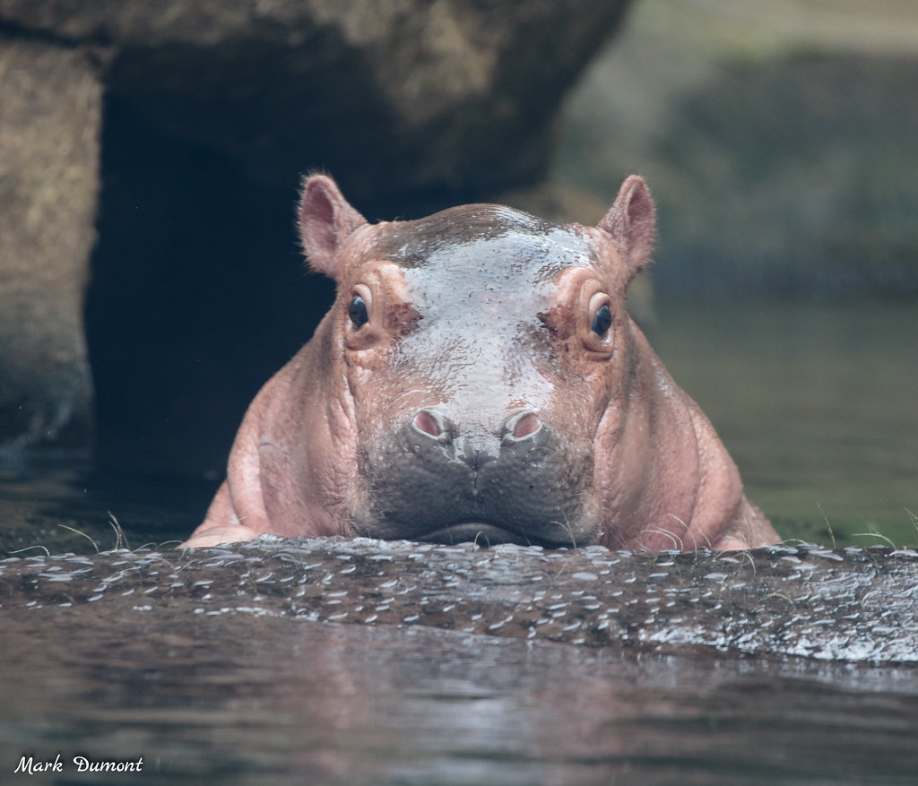 CincinnatiZoo's tweet photo. Visit baby hippo Fritz during Zoo Babies! Fritz turns three on August 3 - which is also National Watermelon Day!! 🍉 Zoo Babies is presented by General Electric Credit Union. https://t.co/Xco4CjWPTq