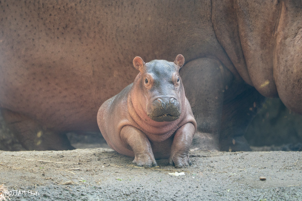 Cincinnati Zoo (@cincinnatizoo) on Twitter photo Visit baby hippo Fritz during Zoo Babies! Fritz turns three on August 3 - which is also National Watermelon Day!! 🍉 Zoo Babies is presented by General Electric Credit Union. Visit baby hippo Fritz during Zoo Babies! Fritz turns three on August 3 - which is also National Watermelon Day!! 🍉 Zoo Babies is presented by General Electric Credit Union.