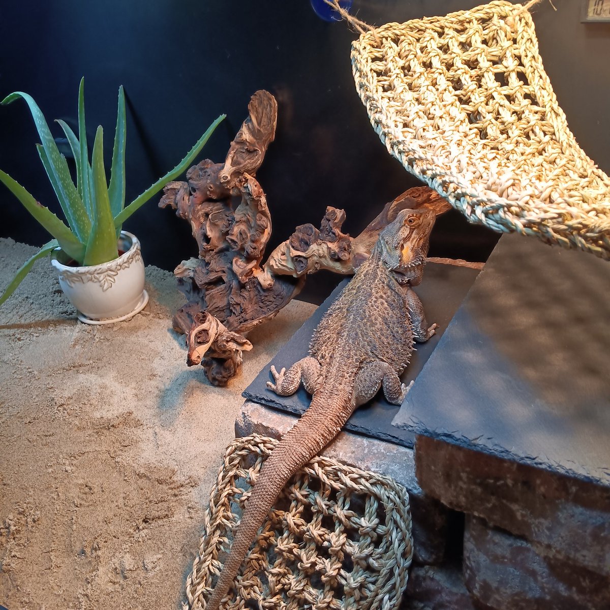 We got Butter sand for his whole enclosure. He is very unsure how to feel