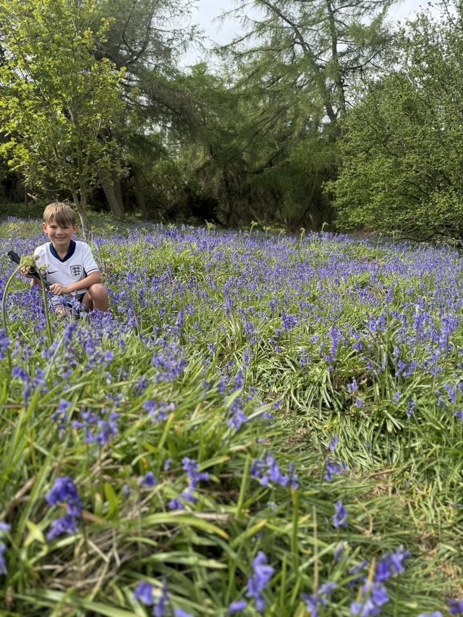 Amazing bluebells at #roseberrytopping today 💜💜 a sea of blue as far as the eye could see.
