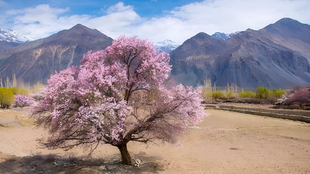 IndiaAesthetica's tweet image. Spring in Ladakh 🌸🏔️🇮🇳