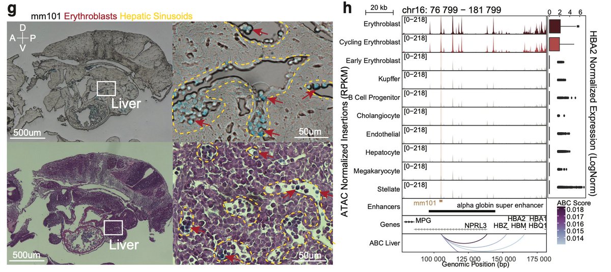 Betty Liu tweet media