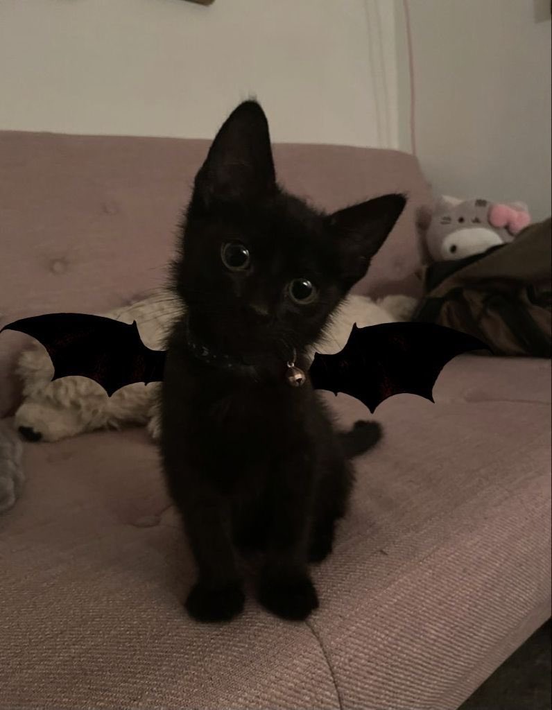 fayee_061's tweet photo. 🐈‍⬛🖤🪄 https://t.co/AgQ6yCp5MK