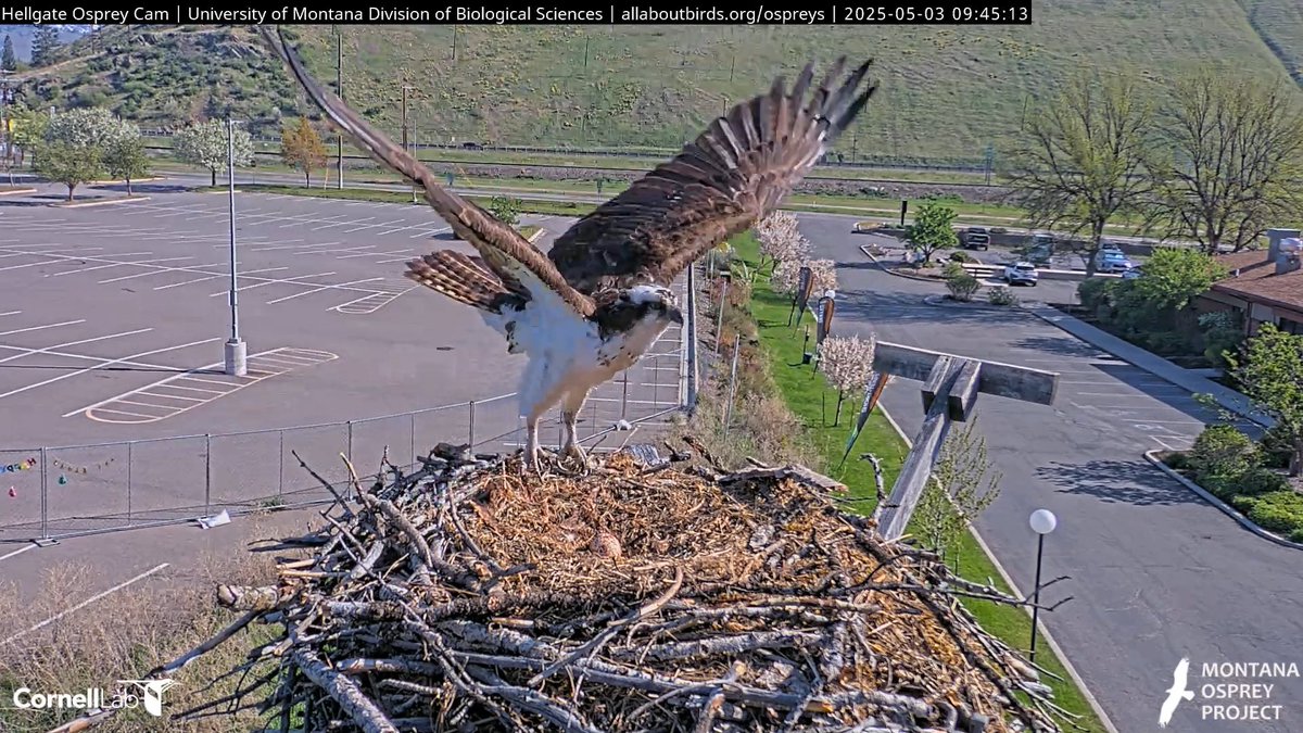 Hellgate Osprey tweet media