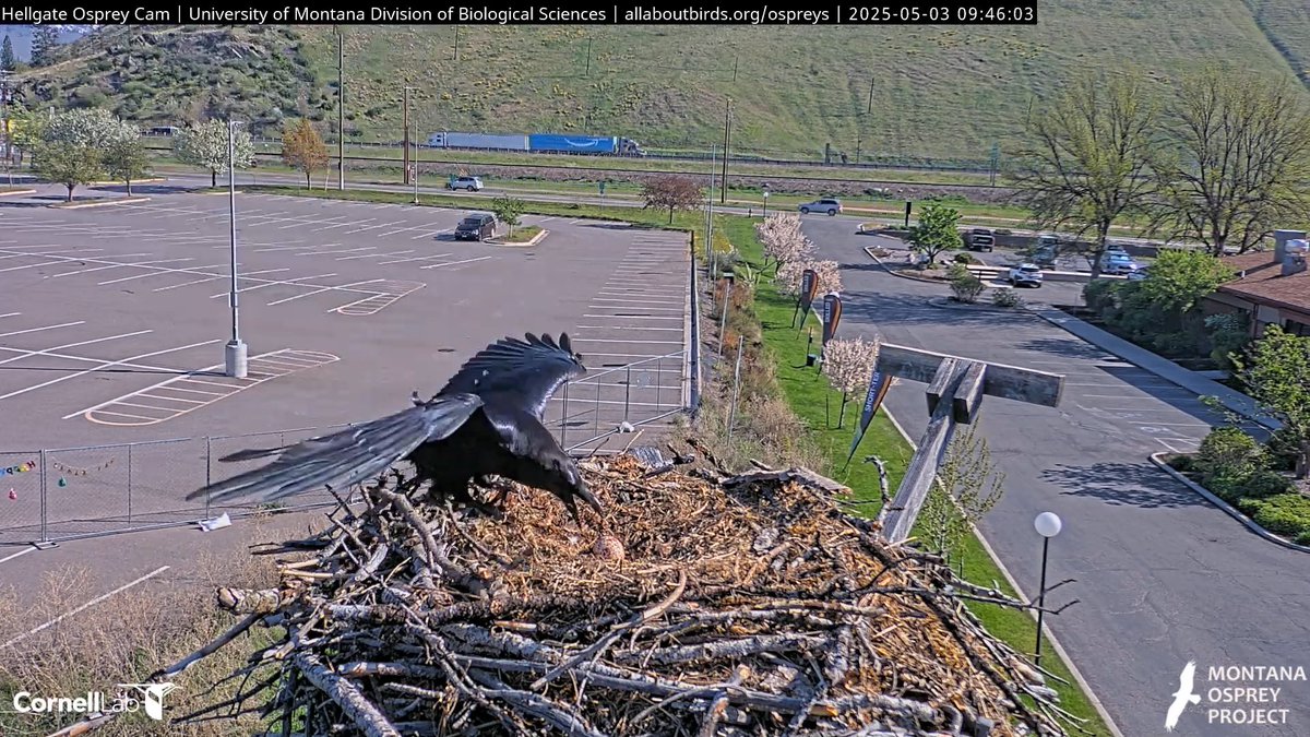 Hellgate Osprey tweet media