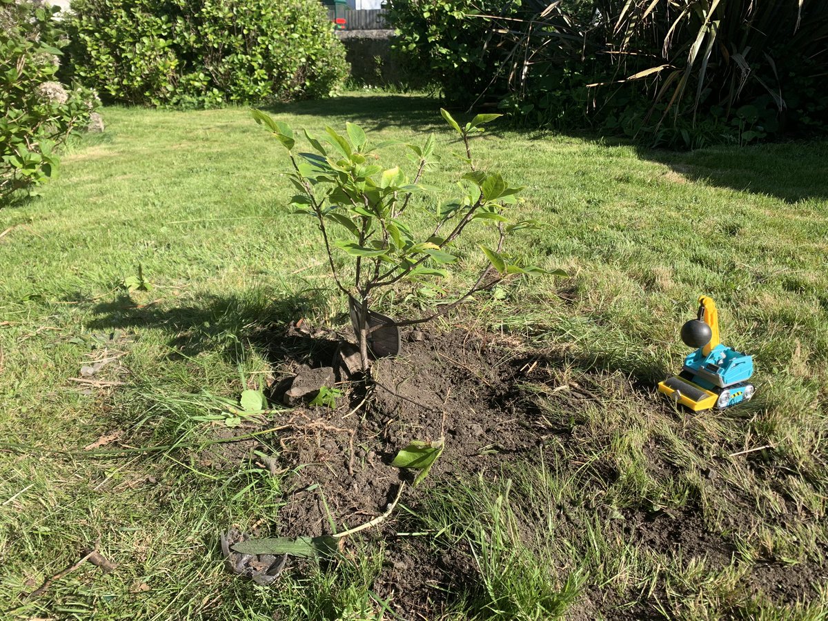 With a little help from Rubble and his crew, my birthday magnolia tree is now planted in the Vicarage garden! I really love magnolias and this was a wonderful present from my dearest wife. I look forward to beautiful flowers in years to come!