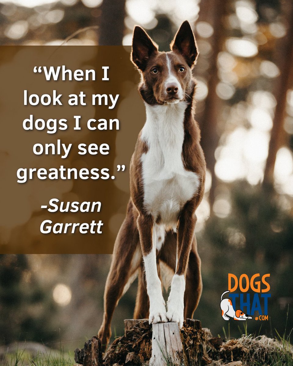 susangarrett's tweet image. "When I look at my dogs I can only see greatness." – Susan Garrett
🐾✨🐶 #DogLovers #SusanGarrettQuote #DogsThat #LoveMyDogs #BorderCollie💛🌟