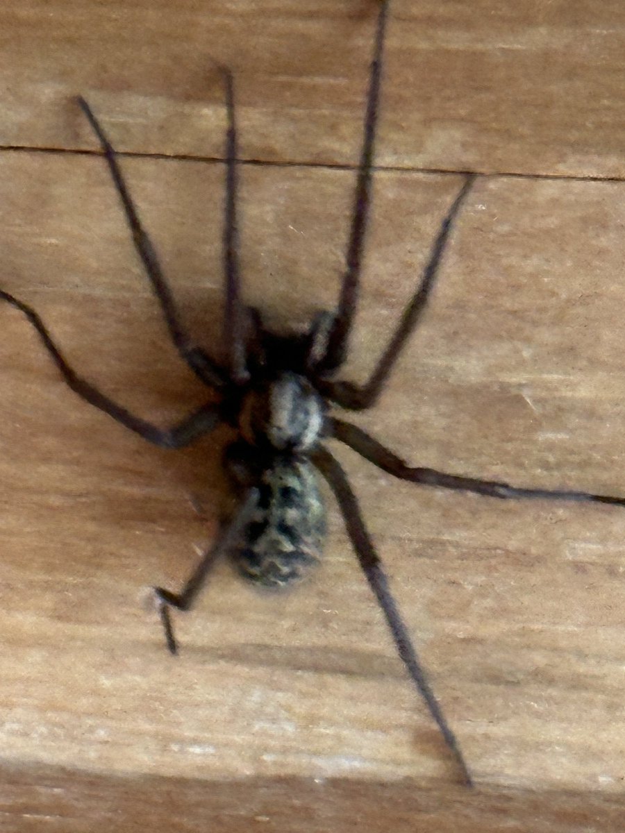 Anyone able to identify this monster from the garden shed?