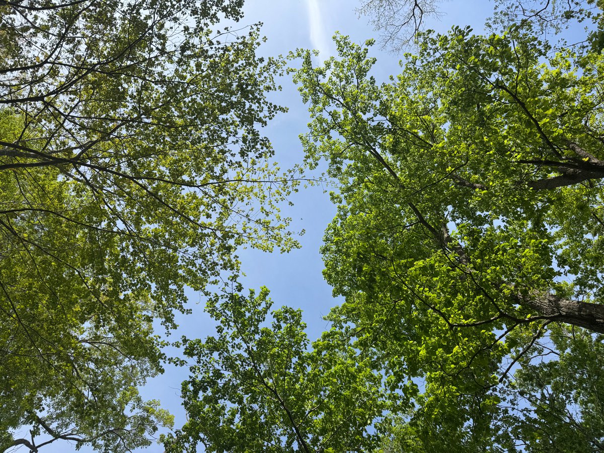 Leyla Amar DC tweet media