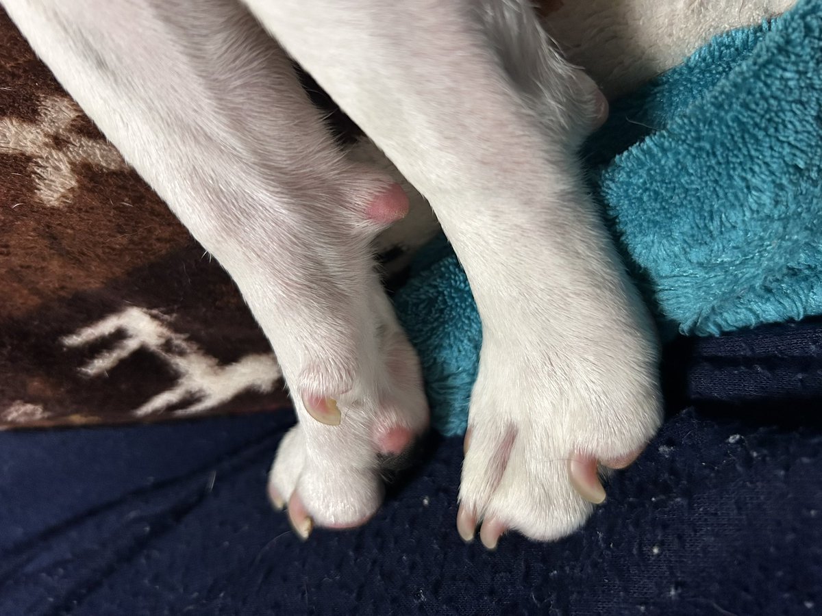 marks_tani's tweet photo. 寝ていた愛犬をなぜなぜしたら...
イヤイヤされた^ ^ https://t.co/H3baq7egax