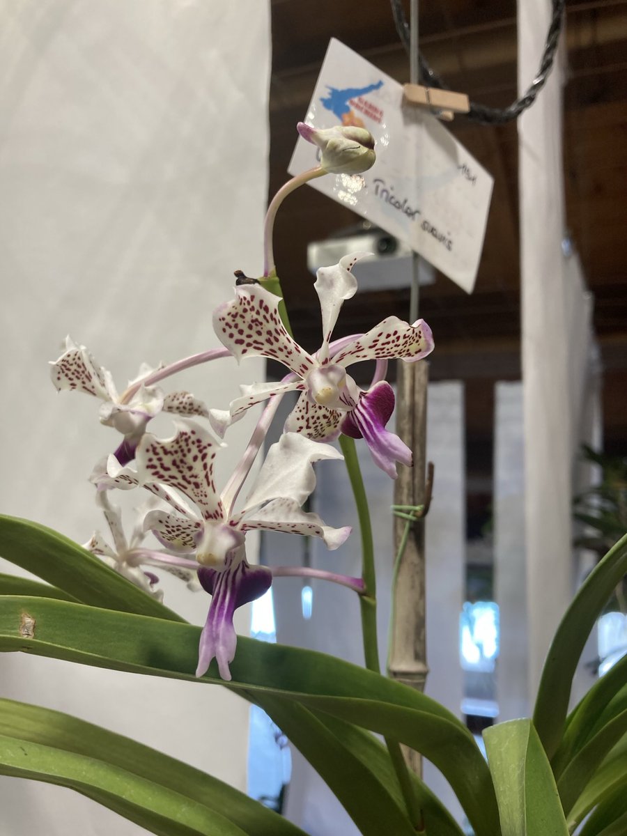 pg311066's tweet photo. Bellissima esposizione, una delle più belle che abbia mai visto #GardaOrchids #Vanda #Ascocentrum #Orchidslover https://t.co/P59t9fSo0H