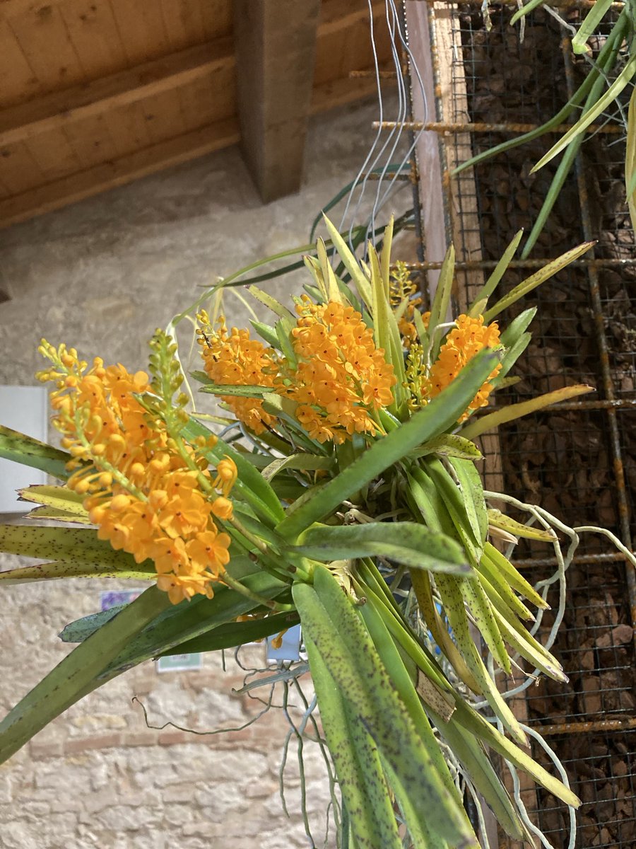 pg311066's tweet photo. Bellissima esposizione, una delle più belle che abbia mai visto #GardaOrchids #Vanda #Ascocentrum #Orchidslover https://t.co/P59t9fSo0H