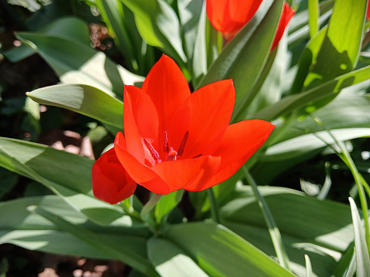 The tulips are in bloom, as well. 🌷