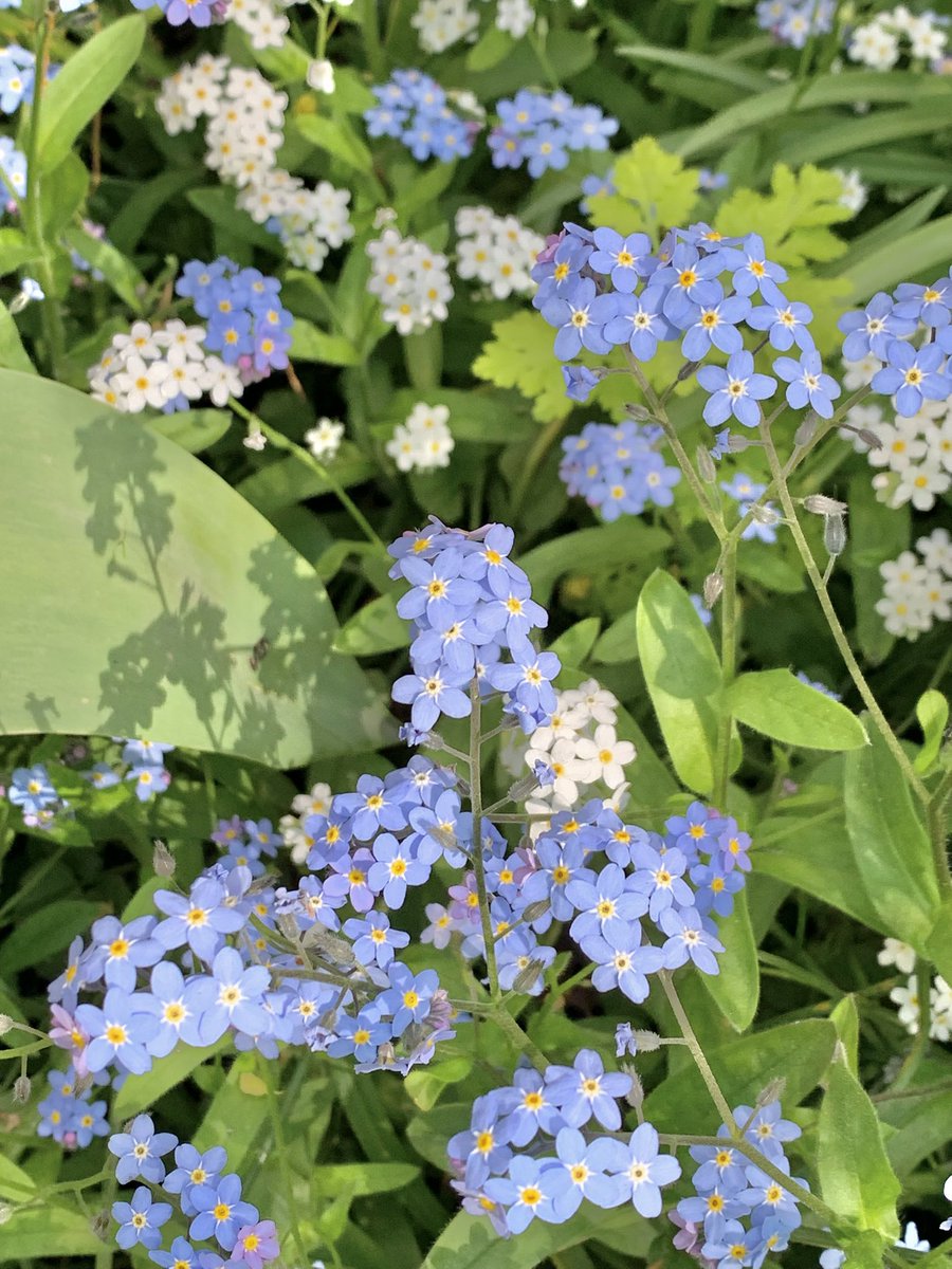 MMeistere's tweet image. #ziedonis #maijs